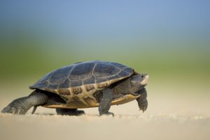 turtle speed